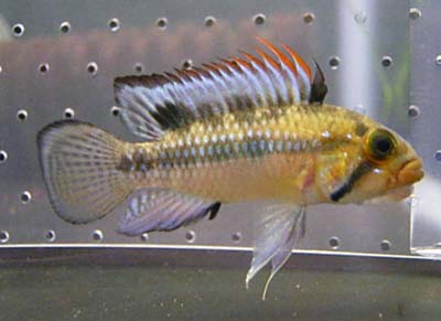Apistogramma norberti